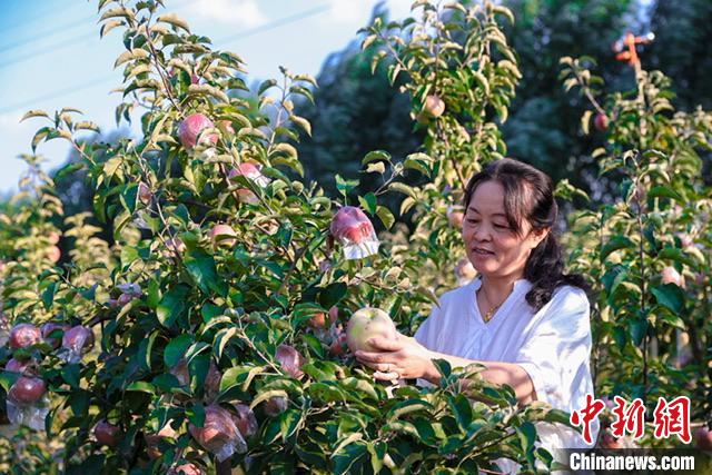 山西屯留千亩果园苹果成熟 昔日采煤沉陷区迎来丰收笑脸