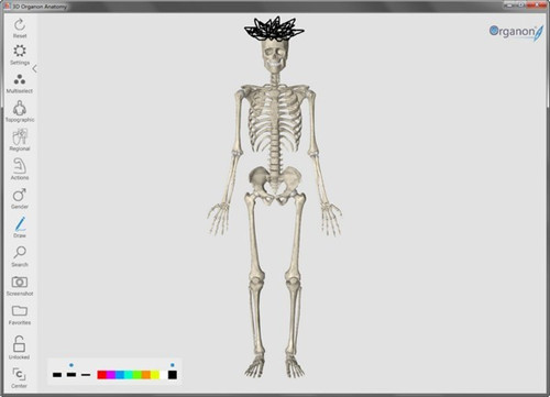 3D Organon Anatomy中文版功能介绍