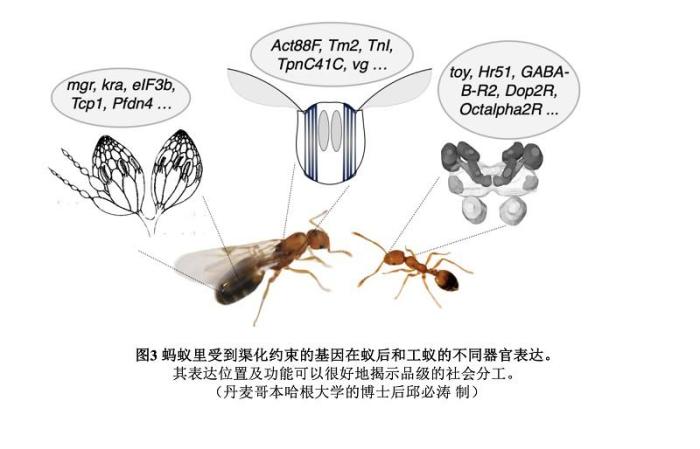 研究揭示蚁群组成“超有机体”的分子机制